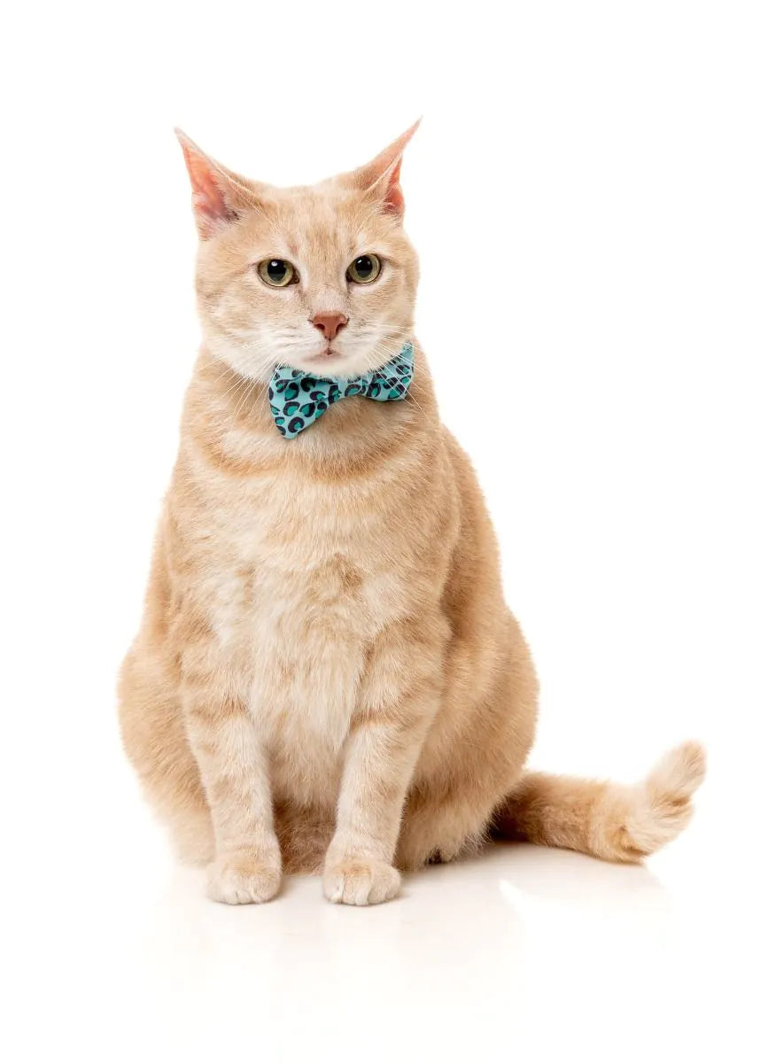 Wild One Aqua - Cat Fashion Pack