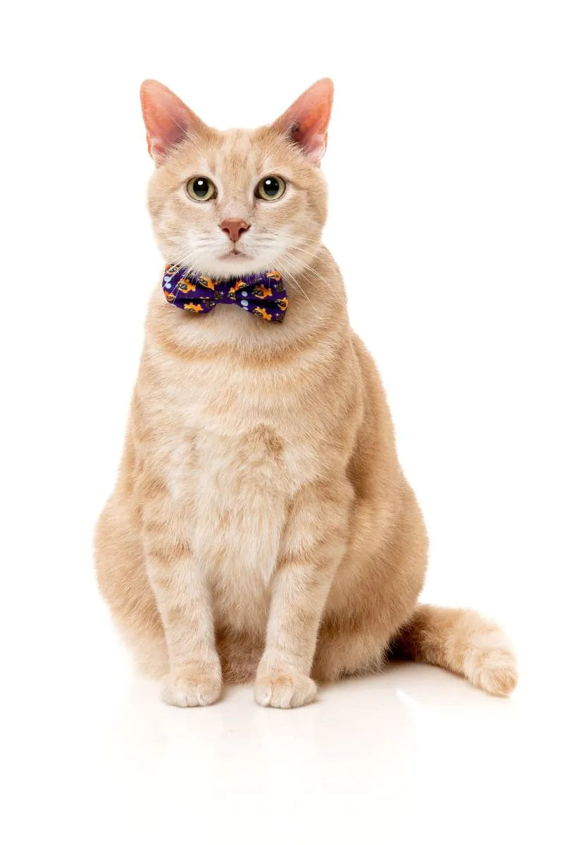 Caturday Night Fever - Cat Fashion Pack