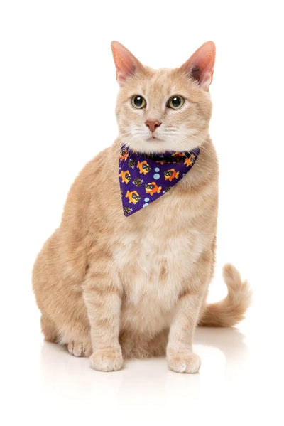 Caturday Night Fever - Cat Fashion Pack