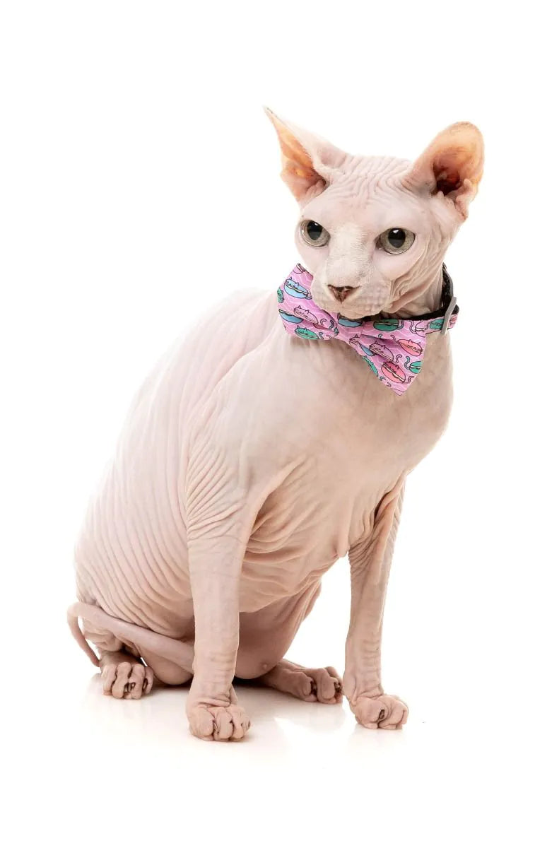 Meowcarons - Cat Fashion Pack