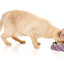 FuzzYard Fiesta - Easy Feeder Cat Bowl