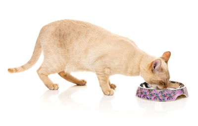 FuzzYard Fiesta - Easy Feeder Cat Bowl