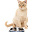 Pluto Pussycat - Easy Feeder Cat Bowl