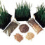 KOOKY KAT BC Buddy Grow Yer Own - Grass Kit