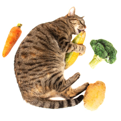 Catnip Plush Corn Cob Cuddle Toy