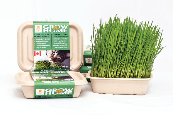 Lucky Kitty - Wheat Grass Kit