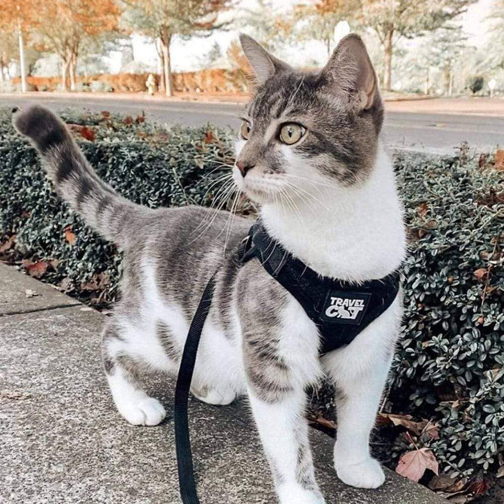 "The True Adventurer" Reflective Cat & Kitten Harness