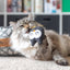 Feline Frenzy Plush - Hooti-ful Owls (Set of 2)