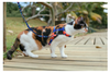 Adjustable Cat Harness & Leash Set - Atlanta
