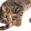 Compressed Silver Vine & Catnip Ball Combo Pack