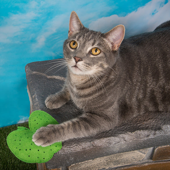 DIY Catnip Apple