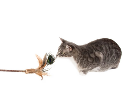 Silver Vine Peacock Feathers Teaser Toy (25cm stick)