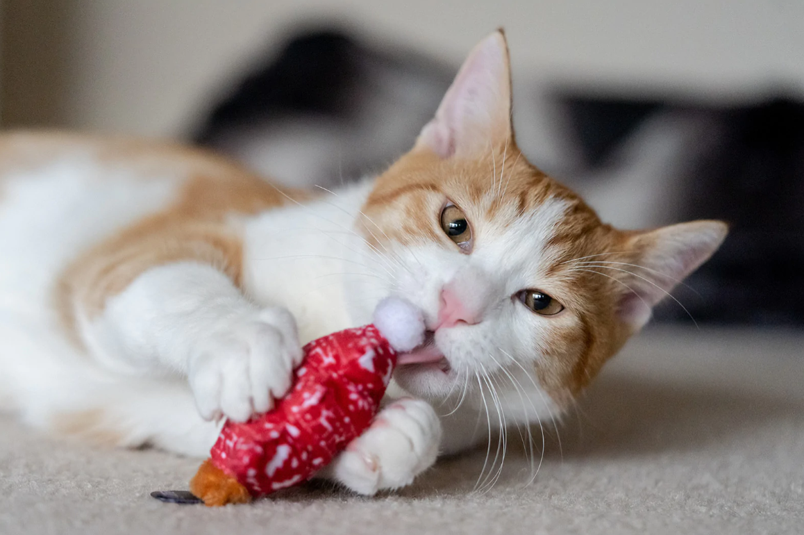 Feline Frenzy Plush - Meowy Christmas (set of 2)