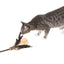 Silver Vine Corn Feathers Teaser Toy (25cm stick)