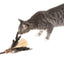 Silver Vine Corn Feathers Teaser Toy (40cm stick)