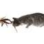 Silver Vine Pheasant Feathers Teaser Toy