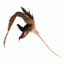 Silver Vine Pheasant Feathers Teaser Toy (40cm stick)