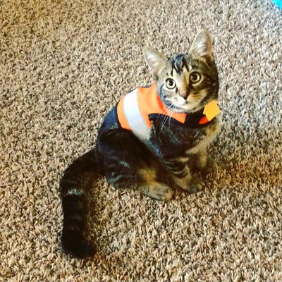 Kitty Holster Harness - Outrageous Orange (Reflective)
