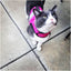 Kitty Holster Harness - Flamingo Pink (Reflective)