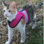 Kitty Holster Harness - Flamingo Pink (Reflective)