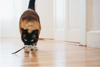 Feline Frenzy Plush - Catch a Meowse (2 pack)