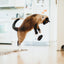Feline Frenzy Plush - Catch a Meowse (2 pack)