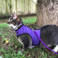 Kitty Holster Harness - Purple