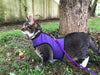 Kitty Holster Harness - Purple