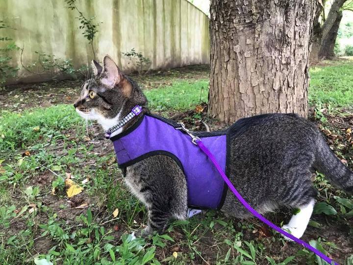 Kitty Holster Harness - Purple – Best Cat