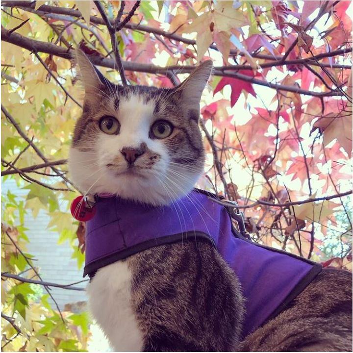 Kitty Holster Harness Purple