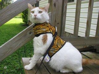 Kitty holster cat clearance harness