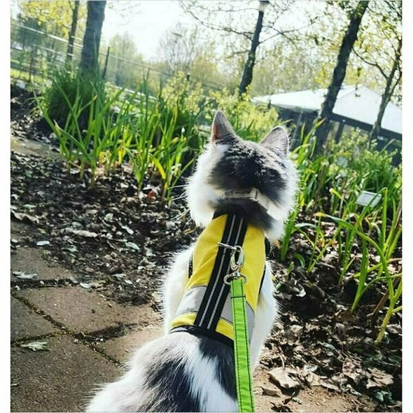 Kitty Holster Harness - Sunshine Yellow (Reflective)